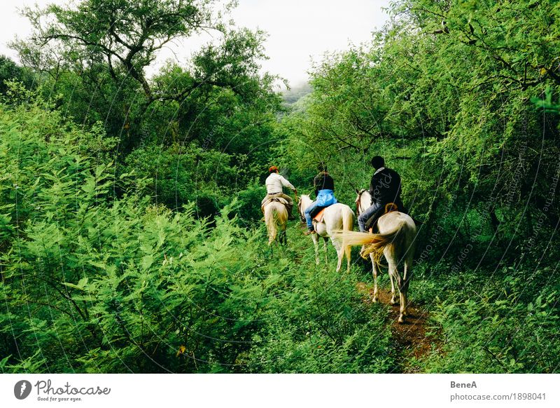 Riders with horses riding through jungle in Argentina Vacation & Travel Sightseeing Human being Nature Exotic Leisure and hobbies Joy Tradition Outback Animal