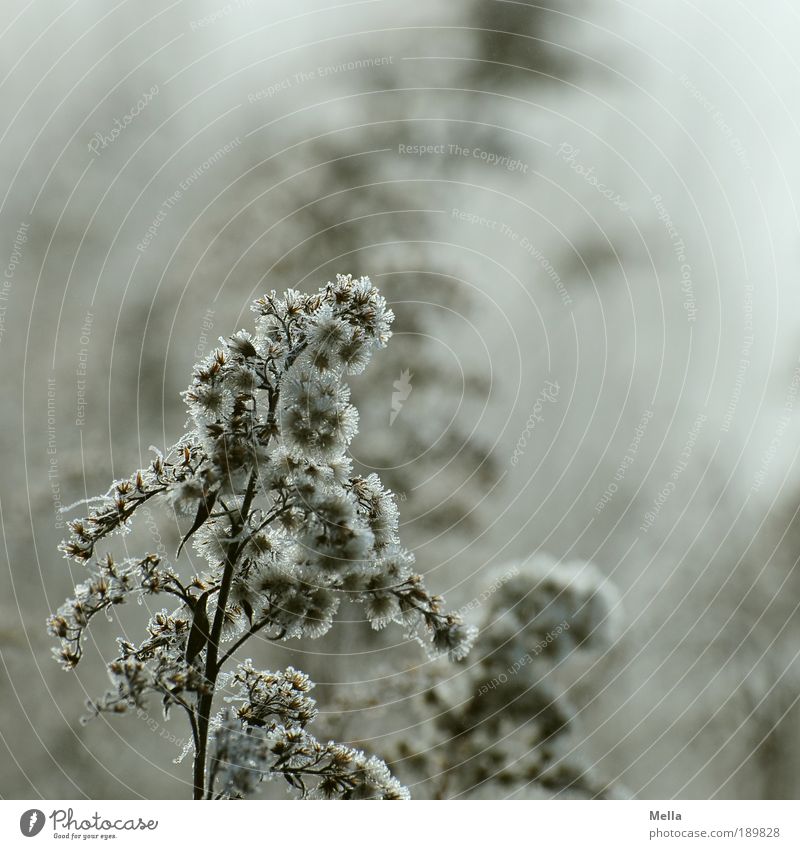 winter perennial Environment Nature Plant Climate Ice Frost Grass Herbaceous plants Meadow Field Faded To dry up Growth Cold Natural Gloomy Brown Moody Sadness