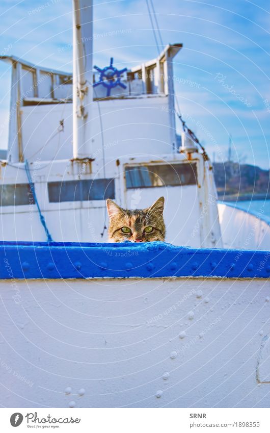 Cat On Board Animal Pet Vacation & Travel Bulgaria Sozopol alley cat crawl out crawling out domestic animal Domestic cat hiding housecat outbred Purebred