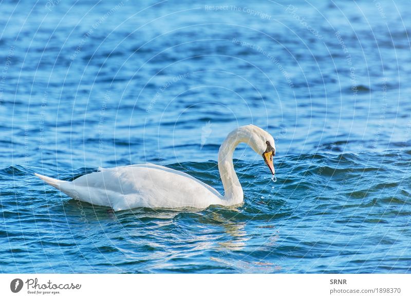 White Swan on Black Sea Ocean Nature Animal Water Lake Bird 1 Wild birdwatching Aquatic avian avifauna Beak Bank note cob cob-swan feathered feathery graceful