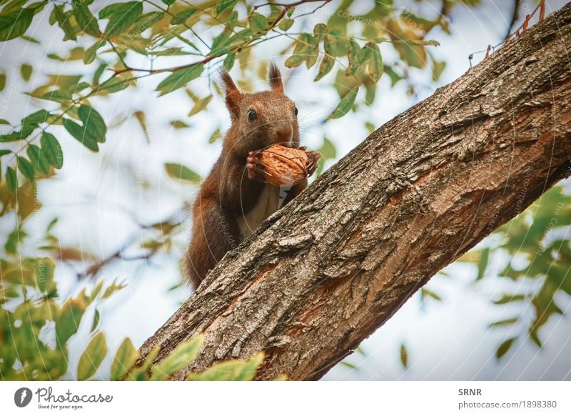 Squirrel with Walnut Eating Nature Animal Tree Forest Wild animal 1 Sit Appetite walnut bough branch Rodent tree squirrel small animal Mammal eat fauna Hold