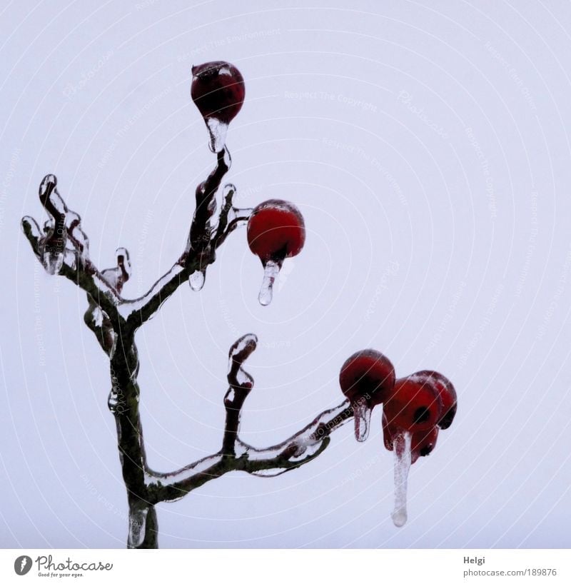 apple ice cream Environment Nature Plant Sky Winter Climate Ice Frost Tree Twig Branch Freeze Hang Esthetic Exceptional Dark Beautiful Cold Small Natural Brown