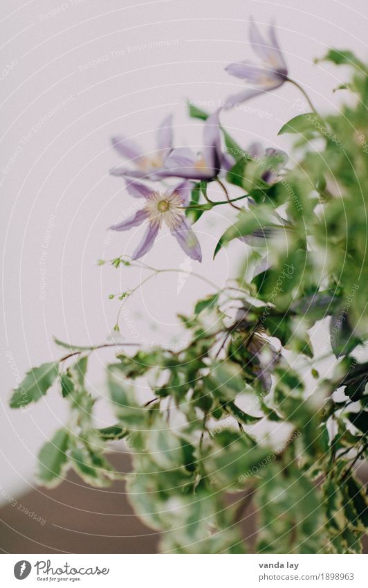 clematis Plant Flower Leaf Blossom Clematis Esthetic Violet Colour photo Close-up Macro (Extreme close-up) Copy Space left