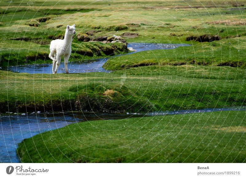Baby alpaca stands in green meadows landscape at stream Nature Idyll Environment Alpaca Andes Animal Bolivia Brook Curiosity Grass Grassland Landscape