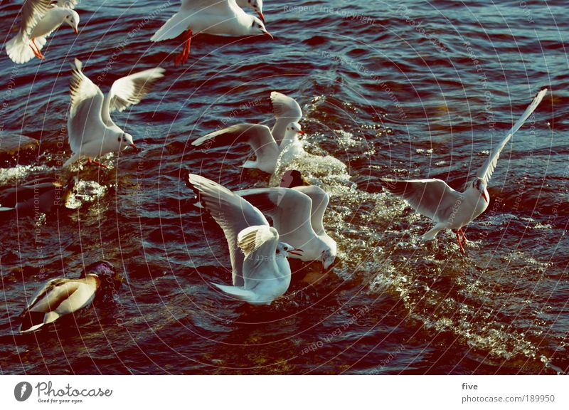 air traffic Environment Water Beautiful weather Lake Animal Bird Wing Seagull Group of animals Flying Envy Avaricious Inequity Colour photo Exterior shot Light