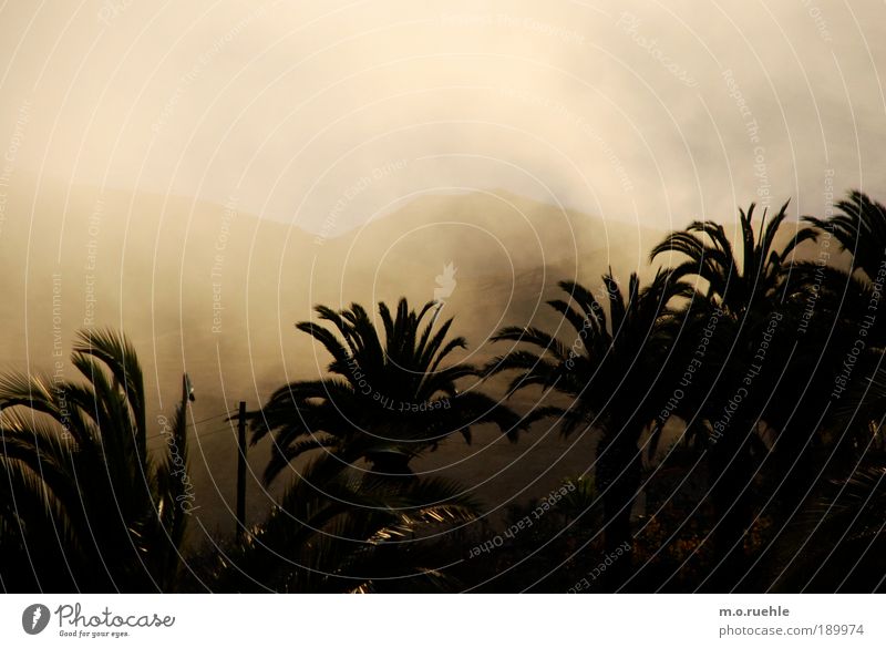 cloud country Foliage plant Exotic Palm frond Palm tree Hill Island Gomera Canaries Climate Fog Shroud of fog Fog bank Cloud field Gold golden shimmer touchland