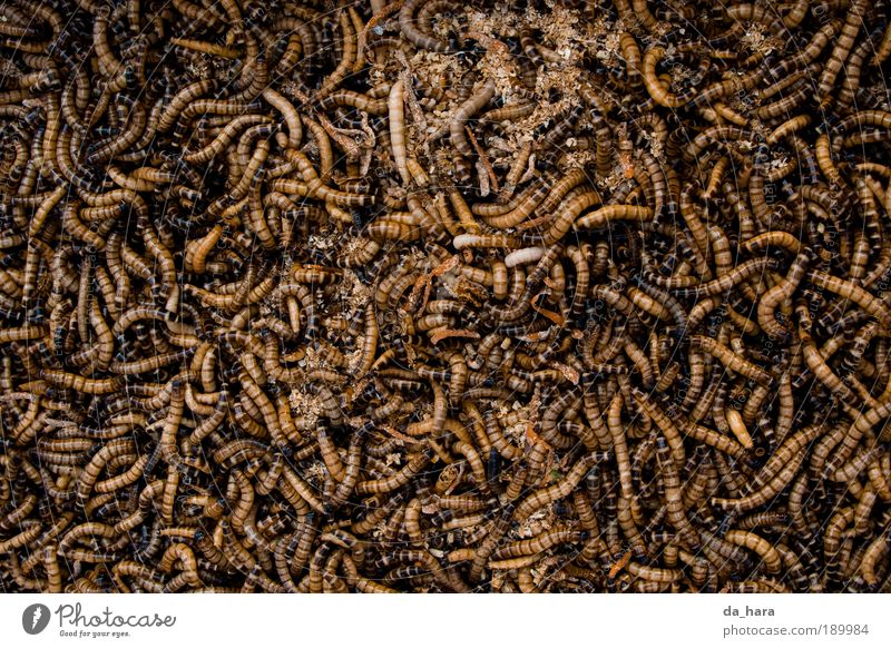 worm pile Worm Group of animals Rutting season Movement Crawl Dirty Dark Disgust Hideous Small Brown Gold Black Chaos Death China Insect Shanghai Colour photo
