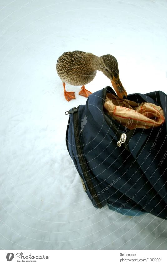 duck Winter Snow Environment Animal Weather Ice Frost Animal face Duck Backpack Discover To feed Feeding Cold Beak Colour photo Exterior shot Deserted