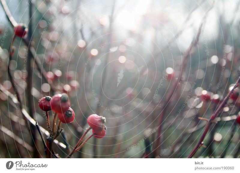 BERRY, POINT, POINT Environment Nature Landscape Plant Sunlight Winter Fog Rain Foliage plant berry Berries Berry bushes Light Park Glittering Point of light