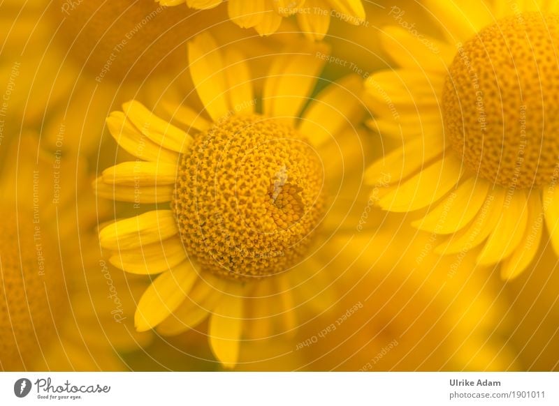 A dream in yellow camomile (Anthemis tinctoria) Style Design Arrange Interior design Decoration Wallpaper Image Canvas Poster Card Nature Plant Summer Flower