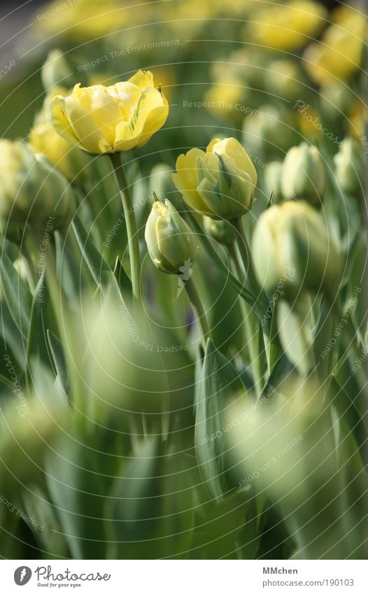 blossoming Environment Nature Plant Flower Tulip Leaf Blossom Foliage plant Park Blossoming Fragrance Growth Simple Yellow Green Infatuation To console Patient