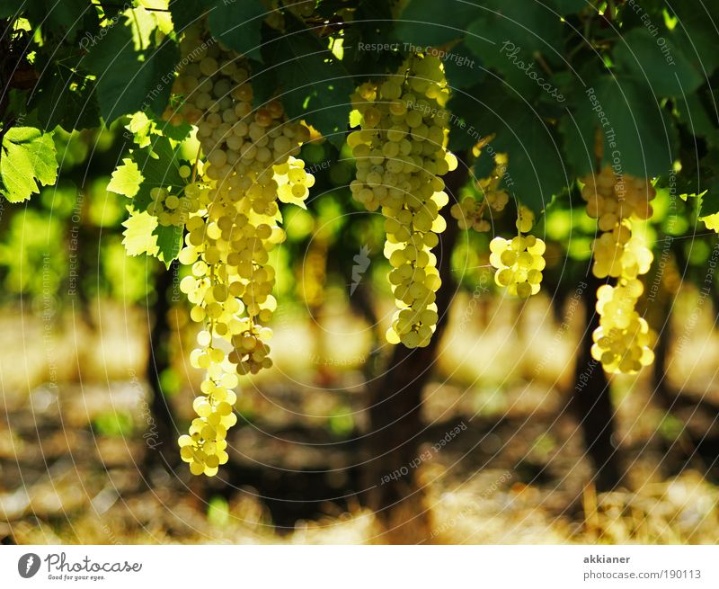 Wine Environment Nature Landscape Plant Elements Earth Air Summer Climate Weather Beautiful weather Warmth Leaf Agricultural crop Garden Field Exotic Fresh