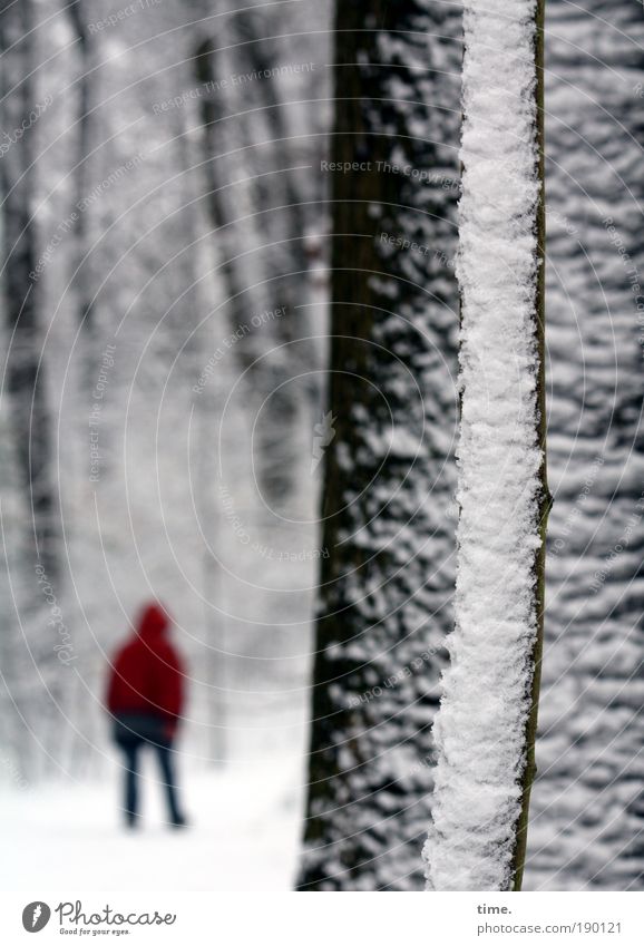 Moving. Otherwise Friering. Far-off places Hiking Woman Adults Tree Forest Lanes & trails Jacket Going Walking Dark Red White Snow little trees Branch