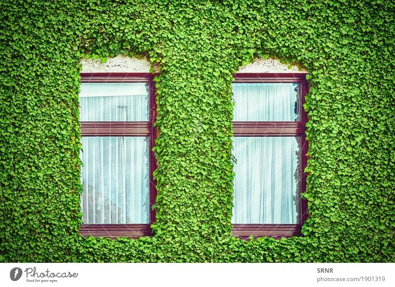 Windows among Ivy Flat (apartment) House (Residential Structure) Plant Building Architecture Facade Green Domicile Accommodation apartments dwelling lodgement