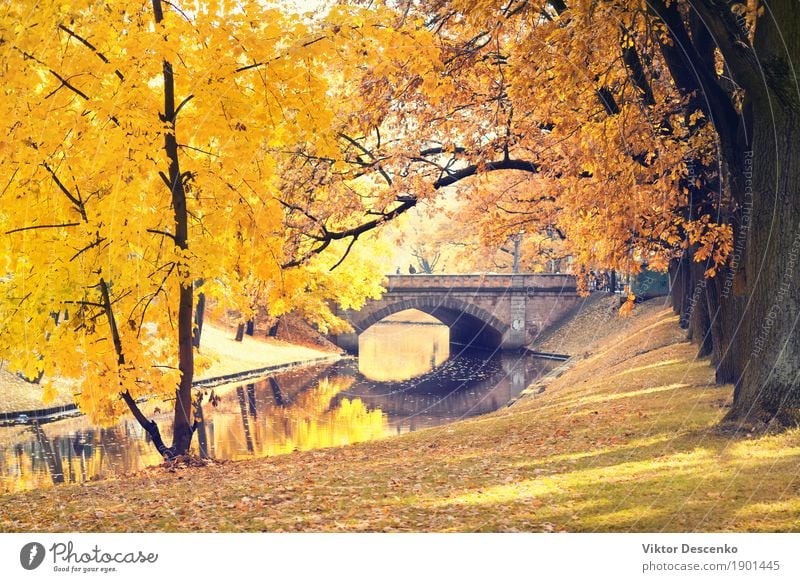 Riga City Canal and bridge Beautiful Sun Garden Nature Landscape Autumn Tree Leaf Park Forest Baltic Sea Street Natural Yellow Gold Green Colour central fall