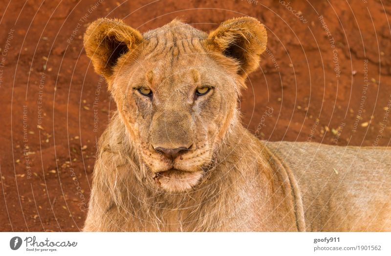 Bad look!!! Environment Nature Earth Sand Spring Summer Autumn Desert Africa Animal Wild animal Animal face Pelt Lion Lion's head 1 Stone Observe Relaxation Lie