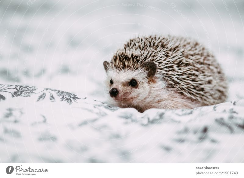 African white-bellied chigel Bed Animal Pet Hedgehog 1 Observe Lie Living or residing Esthetic Exceptional Exotic Fantastic Uniqueness Crazy Brown Black White