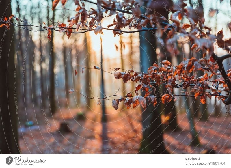 Enjoy the sun Nature Landscape Winter Weather Beautiful weather Ice Frost Plant Tree Leaf Forest Breathe Fragrance Relaxation Sunbeam Cold Palatinate forest
