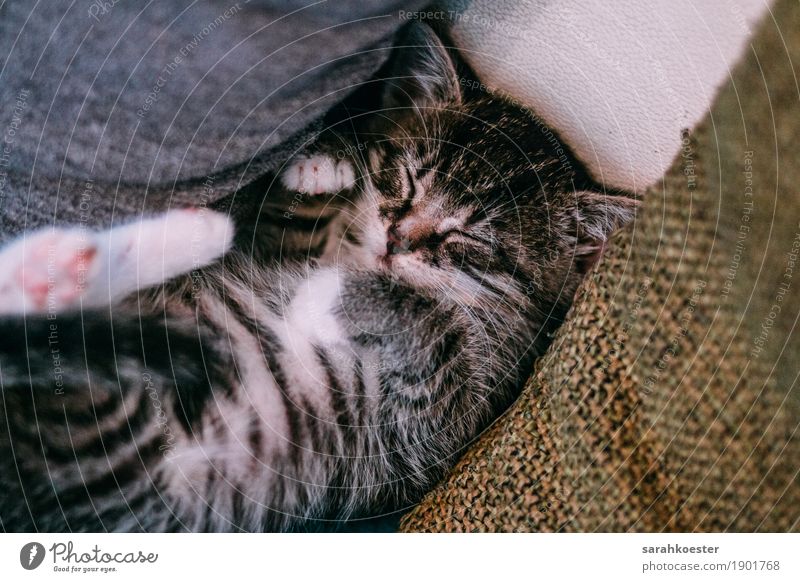 Sleeping kitten Animal Pet Cat Pelt 1 Baby animal Relaxation Lie Happiness Happy Beautiful Gray Black White Contentment Cool (slang) Warm-heartedness Friendship