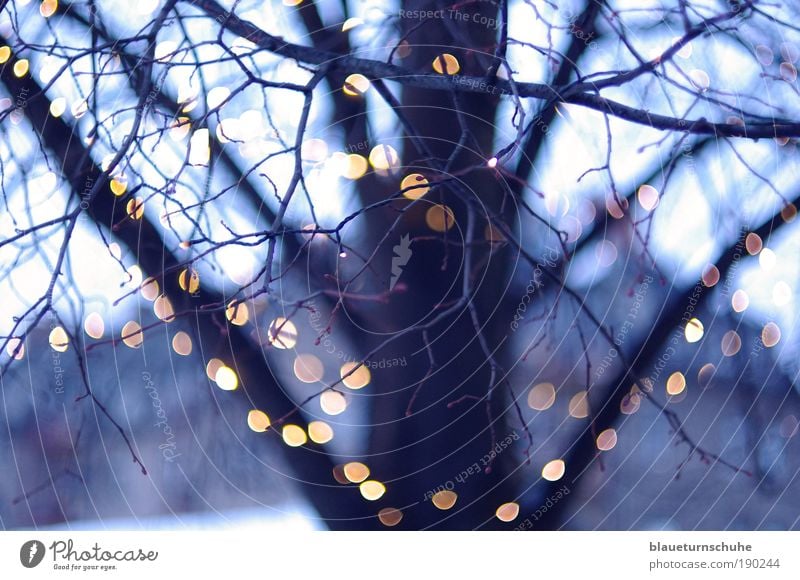 light chain Winter Plant Tree Cold Tree trunk Treetop Branch Twigs and branches Blur Fairy lights Light Evening Colour photo Exterior shot Deserted Twilight