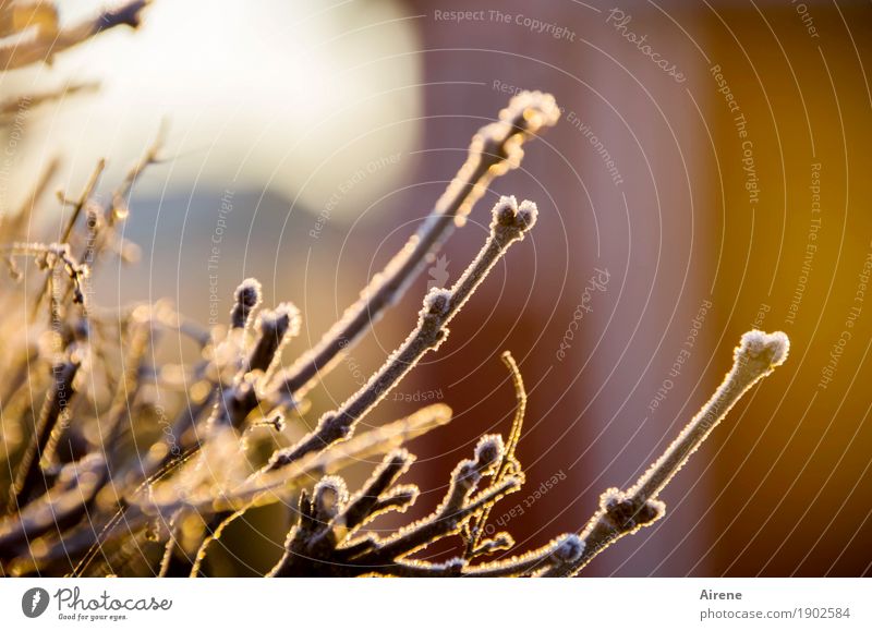 Deep frozen Plant Sunlight Winter Beautiful weather Ice Frost Bushes Twigs and branches Garden Ice crystal Hoar frost Freeze Glittering Cold Positive Brown Gold