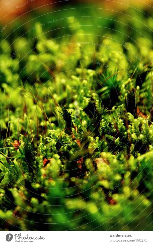 moss Nature Plant Moss Growth Natural Colour photo Exterior shot Detail Macro (Extreme close-up) Blur Shallow depth of field Worm's-eye view