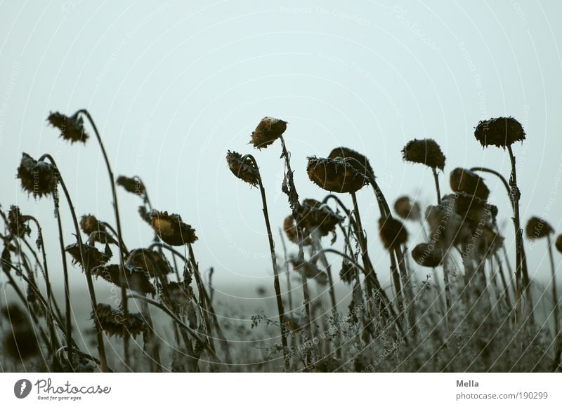 waiting Environment Nature Landscape Plant Sky Autumn Winter Climate Climate change Weather Flower Sunflower Field Old Faded To dry up Dark Cold Natural Gray