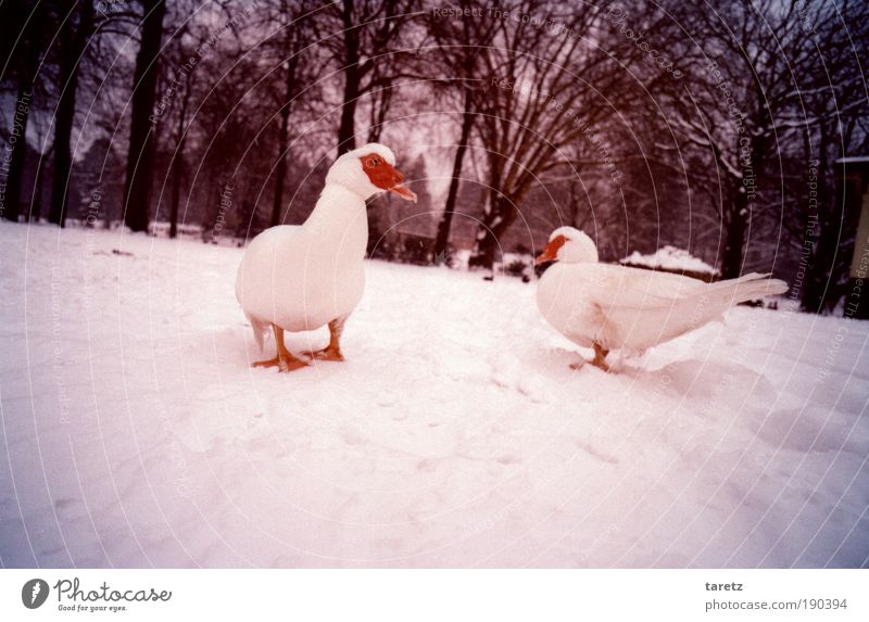 White warts ducks on a white background Environment Nature Winter Beautiful weather Ice Frost Snow Tree Park Wild animal Bird 2 Animal Simple Curiosity Violet