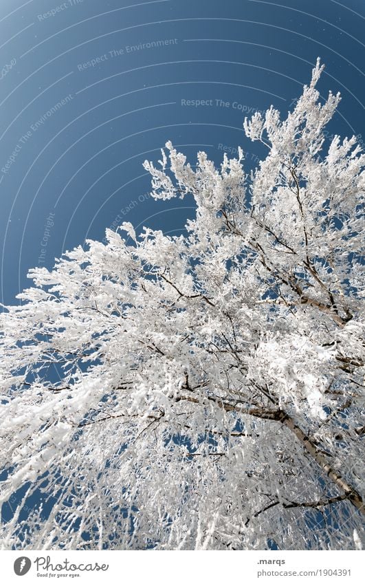 popocold Environment Nature Plant Winter Climate Beautiful weather Ice Frost Tree Tall Cold Blue White Perspective Colour photo Exterior shot Deserted