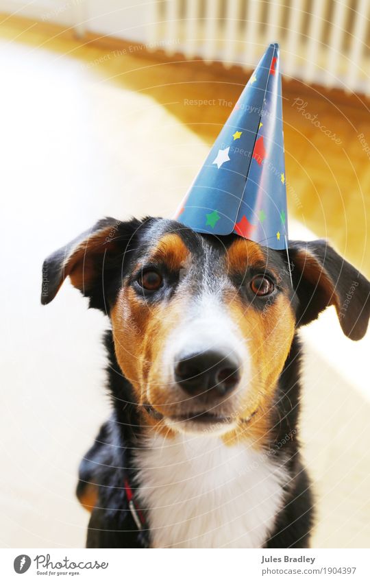 party dog Joy Party Feasts & Celebrations Birthday Hat Animal Dog Animal face 1 Looking Brown Multicoloured Black White Curiosity Colour photo Interior shot