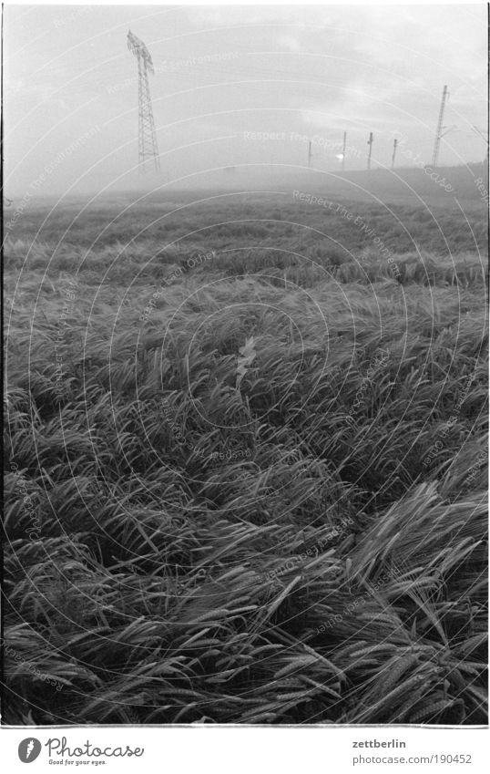 Cereals under high voltage Grain Field Cornfield Waves Wind Blow High voltage power line Cable Electricity pylon Transmission lines Energy industry