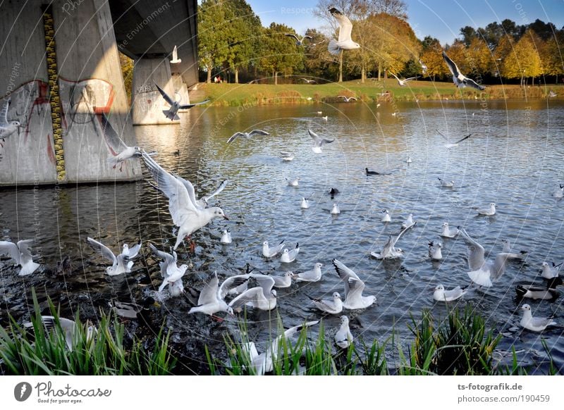 place there! Aviation Landscape Plant Animal Water Summer Autumn Beautiful weather River bank Lake Lakeside Wild animal Bird Seagull Feeding Duck Duck birds