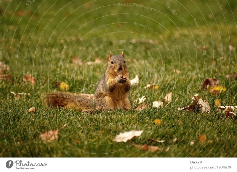 Who's interrupting the meal in the meadow? Eating Nature Sunlight Autumn Beautiful weather Grass Leaf Autumn leaves Garden Park Meadow bouldering Colorado USA