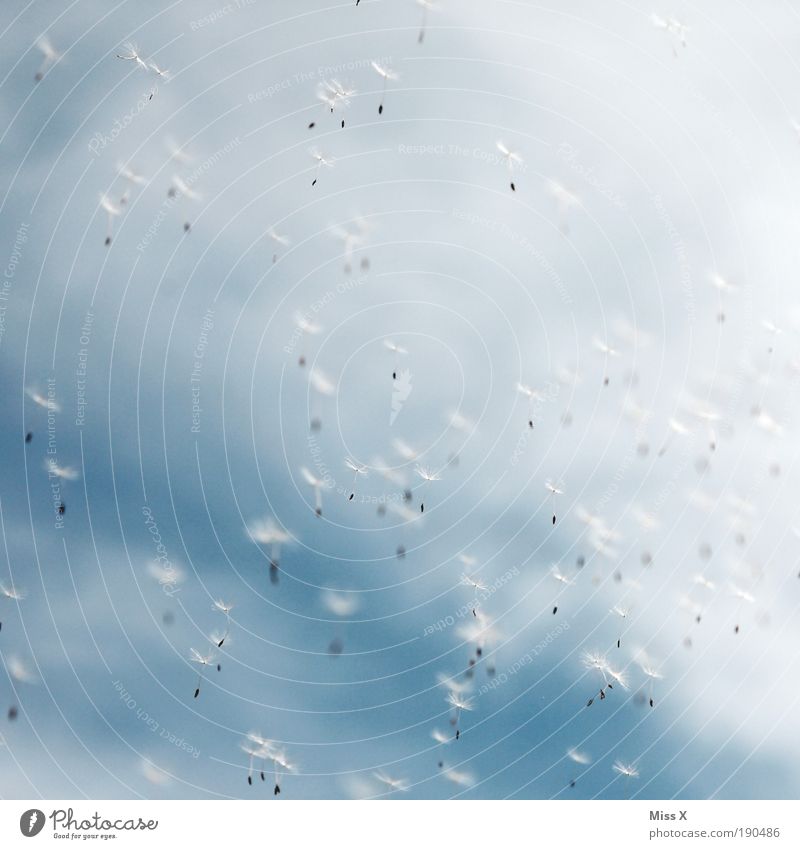 swarm Harmonious Well-being Relaxation Calm Summer Sky Clouds Beautiful weather Wind Plant Park Meadow Flying Happiness Small Joy Happy Freedom Air Dandelion
