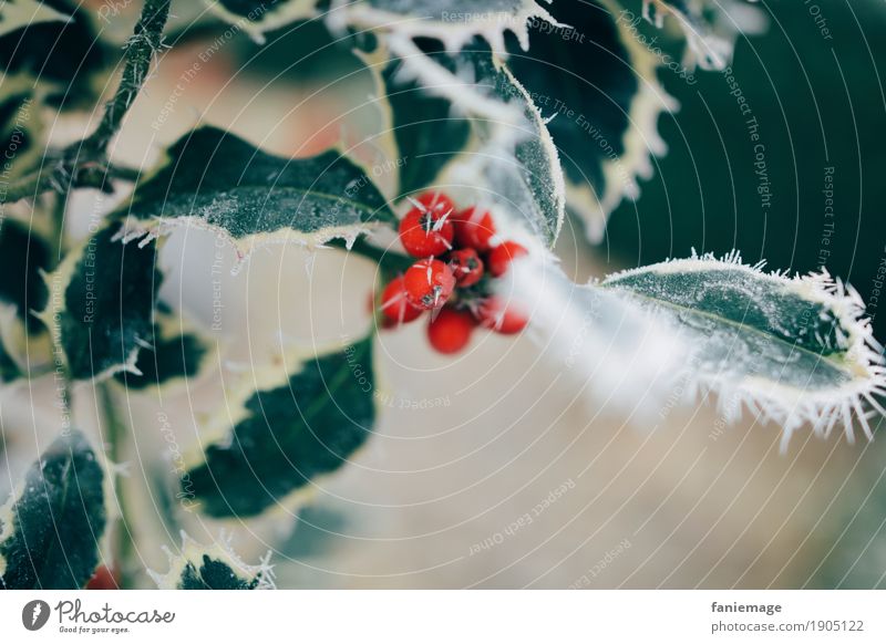 iced holly Nature Beautiful weather Ice Frost Snow Snowfall Esthetic Cold Ilex Holly leaf Berries Berry bushes Ice crystal Leaf Red Middle Green Prongs