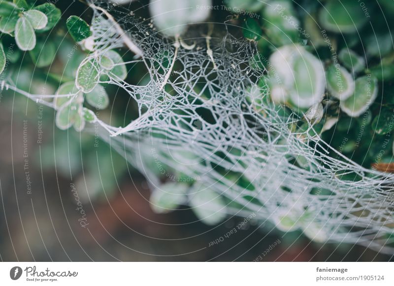 spider's web Environment Nature Esthetic Spider's web Net Frost Ice Snowfall Hoar frost Bushes Box tree Muddled Sewing thread Cold Winter Green White Blur