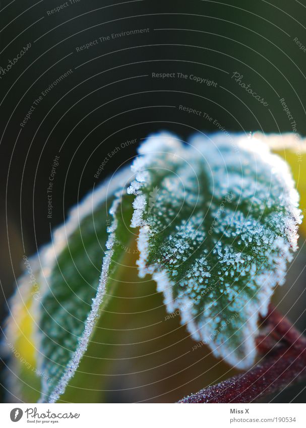 sugar Nature Climate Weather Ice Frost Plant Bushes Leaf Foliage plant Park Cold Small Hoar frost Colour photo Exterior shot Close-up Macro (Extreme close-up)