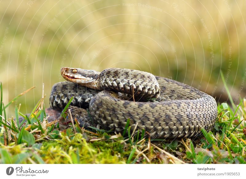 common european crossed viper basking on mountain meadow Beautiful Mountain Woman Adults Environment Nature Animal Grass Meadow Wild animal Snake Natural Brown