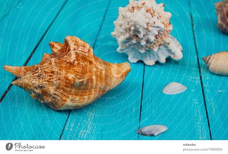 Seashells on a blue wooden background Beautiful Vacation & Travel Summer Ocean Nature Wood Natural Blue Tropical Conceptual design Plank Shell marine seashell