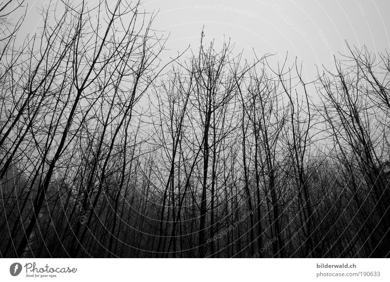 cool coolness Cold Fear Tree Winter Gray Dread Black & white photo Exterior shot Deserted Contrast Silhouette Worm's-eye view Day