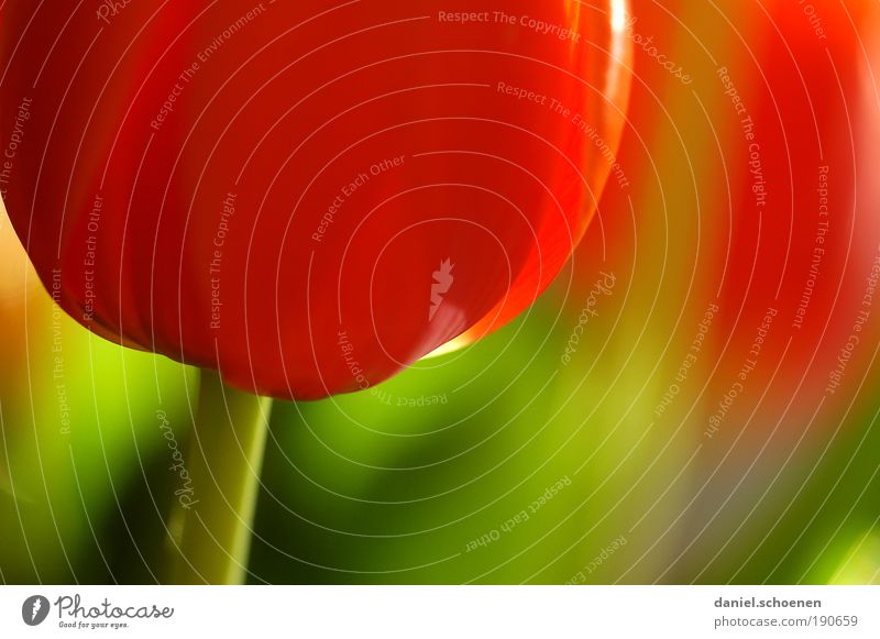 anticyclic upload Plant Spring Flower Tulip Blossom Green Red Multicoloured Macro (Extreme close-up)