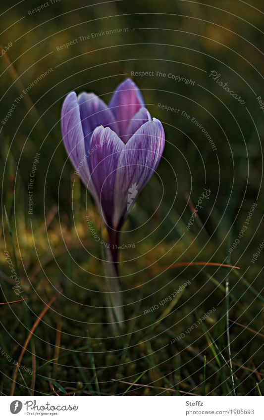 with the first crocus comes the spring Spring crocus Spring flowering plant spring awakening herald of spring blooming spring flower Flower Blossom Wild plant