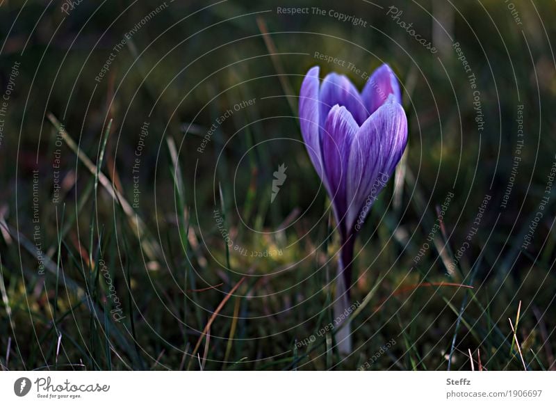 first crocus in march Spring crocus Spring flowering plant spring awakening herald of spring blooming spring flower Flower Blossom wild flower Wild plant