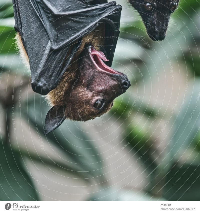 still tired Animal Animal face Wing 2 Hang Brown Gray Green Fatigue Bat Yawn Colour photo Close-up Deserted Copy Space left Copy Space right Copy Space top