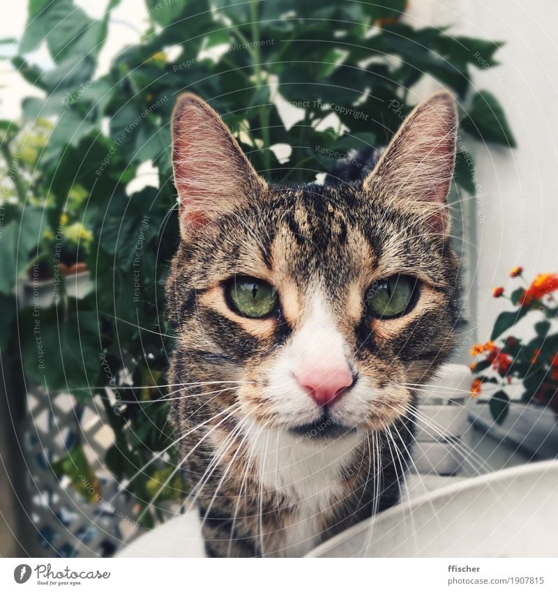 Hello, nice to meowt you Balcony Terrace Animal Pet Cat 1 Curiosity Green Interest Discover Colour photo Exterior shot Close-up Blur Portrait photograph Looking