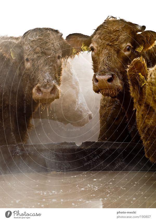 the giants Water Farm animal Cow Animal face Pelt 2 4 Group of animals Pair of animals To feed Feeding To enjoy Looking Exceptional Cool (slang) Dirty Fluid