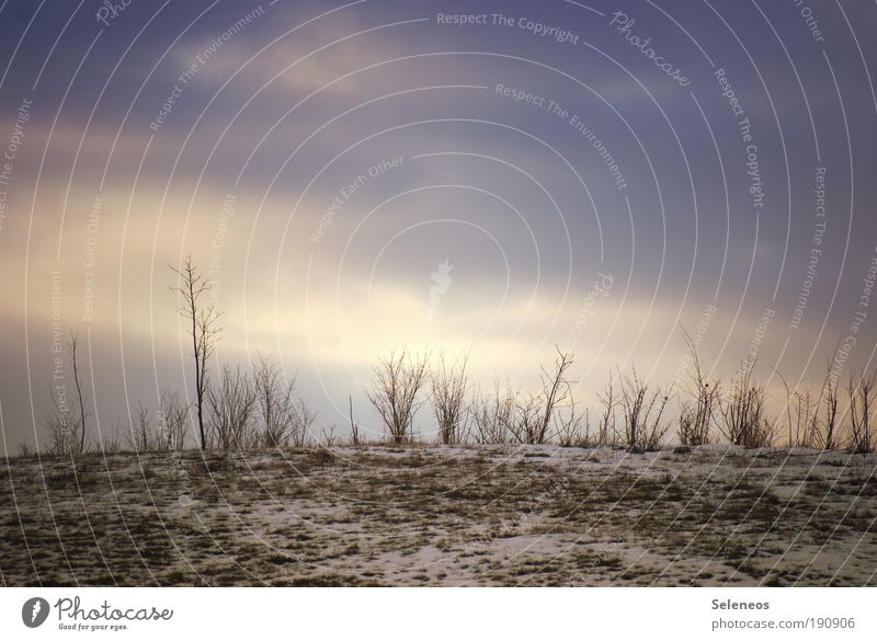 grasses Environment Nature Landscape Plant Earth Sky Clouds Horizon Sun Sunlight Winter Climate Climate change Weather Beautiful weather Ice Frost Snow Grass