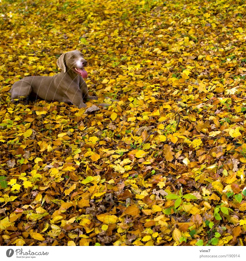 900 leaves and a dog Nature Autumn Park Animal Pet Dog Animal face 1 Exceptional Authentic Simple Elegant Large Brown Happy Contentment Patient Esthetic
