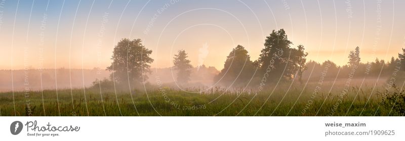Summer misty dawn on the bog. Foggy swamp in the morning Vacation & Travel Tourism Trip Freedom Expedition Camping Nature Landscape Sky Cloudless sky Sunrise
