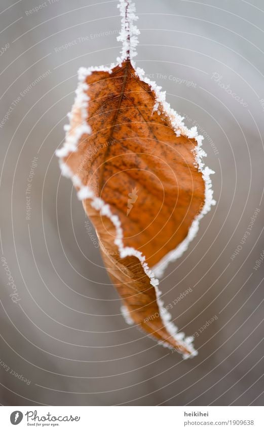 wintertime Nature Winter Ice Frost Snow Plant Tree Leaf Garden Park Freeze Hang Cold Beautiful Brown Yellow Gold Gray Black White Esthetic Colour Center point